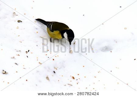 Bird Tomtit Feeding Sunflower On The Ground Snow In Winter Close Up Fodder Rack With Sunflowers Mill