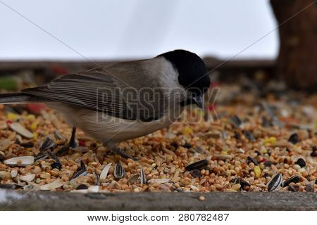Bird Tomtit Feeding Sunflower On The Ground Snow In Winter Close Up Fodder Rack With Sunflowers Mill