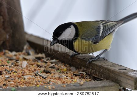 Bird Tomtit Feeding Sunflower On The Ground Snow In Winter Close Up Fodder Rack With Sunflowers Mill