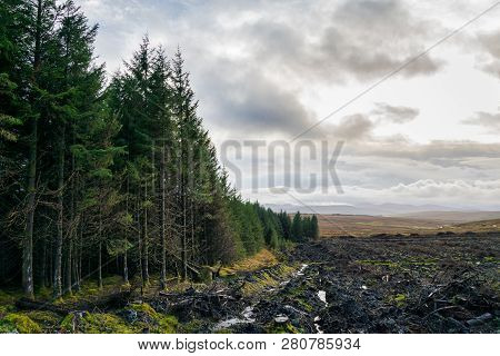 Cut Down Pine Forest