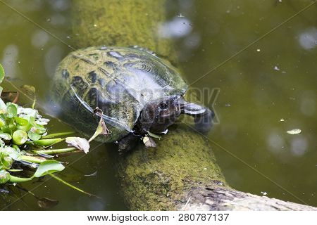 Beautiful Asian Water Turtle In Vietnam National Park