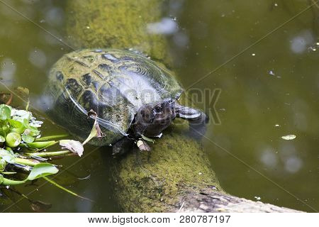 Beautiful Asian Water Turtle In Vietnam National Park