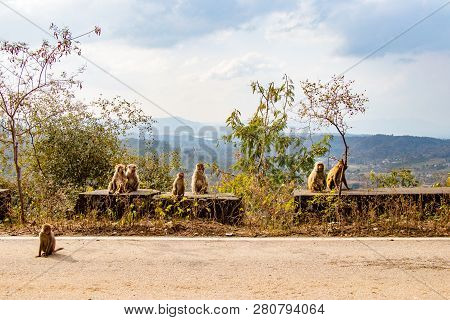 Family Of Monkeys Sitting On The Road Side And  Waiting For A Tourist To Pass By And Give Them Food.