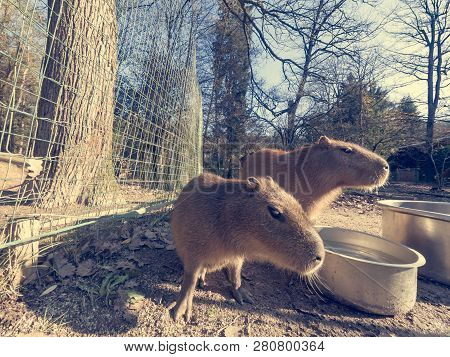 Pair Of Capybaras Posing In Local Zoo.