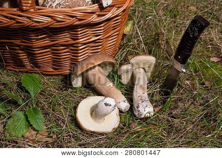 Several Porcini Mushrooms (boletus Edulis, Cep, Penny Bun, Porcino Or King Bolete) With Knife And Wi