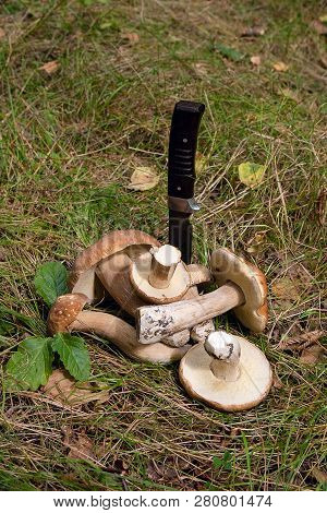 Group Of Porcini Mushrooms (boletus Edulis, Cep, Penny Bun, Porcino Or King Bolete) With Knife On Na