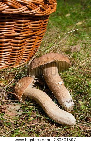 Several Porcini Mushrooms (boletus Edulis, Cep, Penny Bun, Porcino Or King Bolete) And Wicker Basket