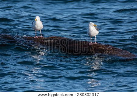 Pair Of Seagulls Sharing A Floating Log And Remaining Dry While Out In The Pacific Ocean.