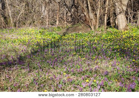 Corydalis Solida And Marsh Marigold (caltha Palustris) In Sping Forest. General View Of The Flowerin