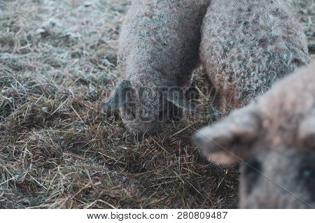Cute Sus Scrofa Domesticus,   Mangalica Pig  Potrait