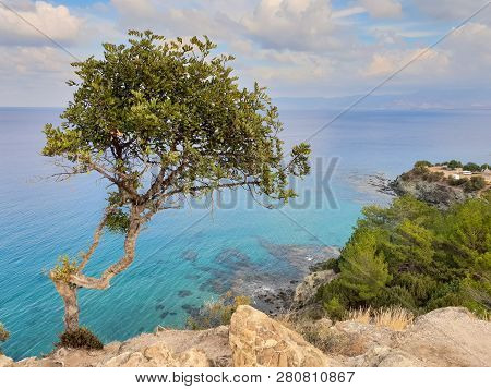 Beautiful View Of A Tree On Cliff Above The Mediterranean Sea As Seen From Aphrodite Hiking Trail In