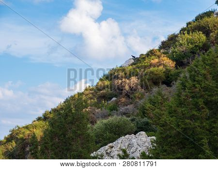 Beautiful View Of The Forest And The Sky With A Black Goat In The Distance As Seen From Aphrodite Hi