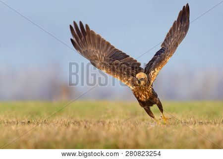 Western Marsh Harrier Speedy Take Off With Entire Wingspread