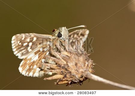 Pyrgus Malvae Grizzled ฟิร่าพาเลส