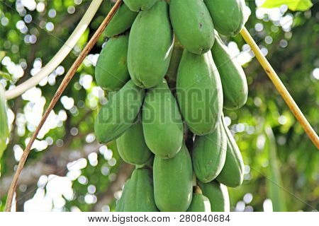 Green Papaya Fruit Growing From A Tree