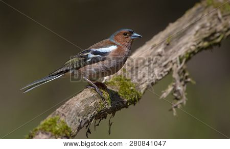 Common Chaffinch Perched On Old Looking Mossy Branch