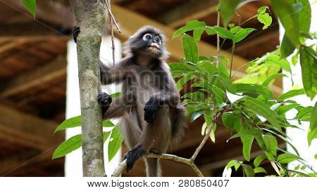 Kedah, Langkawi, Malaysia - Apr 08th, 2015: An Adult Dusky Leaf Monkey Or Langur Is Sitting Among Le