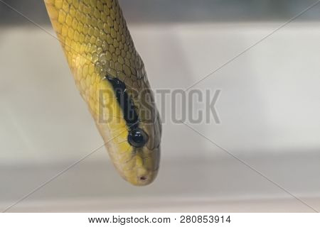 Orthriophis Taeniurus Friesei, Tabby Snake