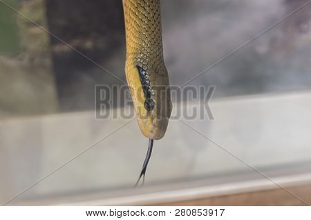 Orthriophis Taeniurus Friesei, Tabby Snake