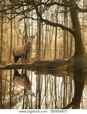 Stunning Landscape Image Of Still Stream In Lake District Forest With Beautiful Mature Red Deer Stag
