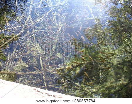 Flock Of Fishes Swim In Clear And Pure Water. Lake, Summer.