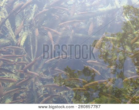 Flock Of Fishes Swim In Clear And Pure Water. Lake, Summer.