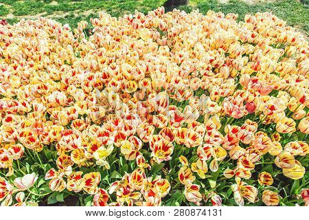 Amazing Tulips In Gulhane Park During The Annual April Tulip Festival, Istanbul, Turkey