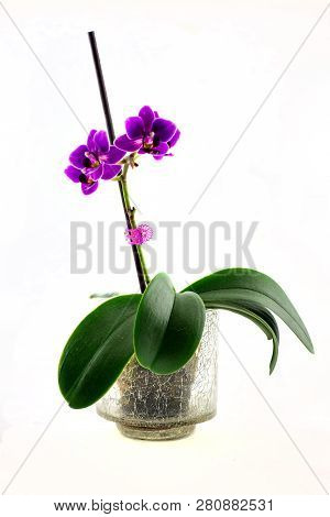 Beautiful And Colorful Orchid With Full Insulation