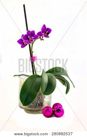 Beautiful And Colorful Orchid With Full Insulation