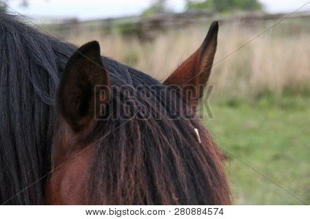 Closeup Of Brown Horse Showing Forelock, Ears And Mane Taken Outside With Bokeh Landscape Background