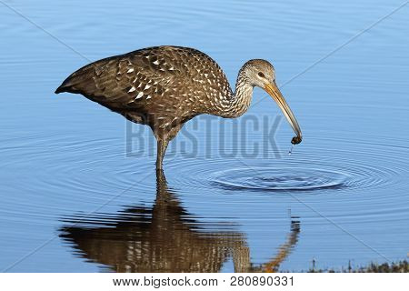 A Limpkin, Aramus Guarauna Standing In Calm Water In A Florida Bay