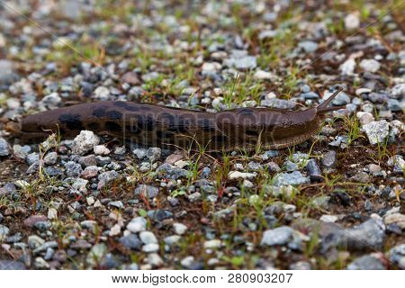 A Spotted Leopard Slug Slithering Along The Ground On A Wet Spring Day.
