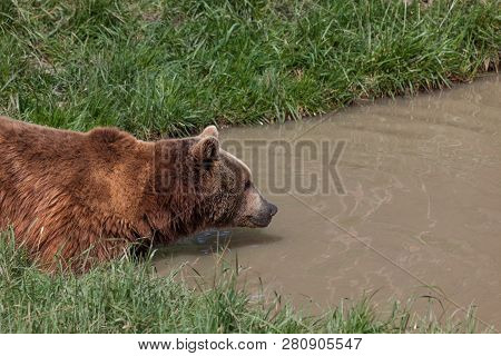 A Large Brown Bear Wades Into A Shallow Muddy Pond On A Sunny Spring Day.