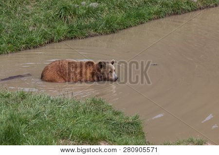 A Large Brown Bear Wades Into A Shallow Muddy Pond On A Sunny Spring Day.