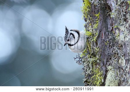 Beautiful Crested Tit (lophophanes Cristatus) Perched On A Tree.