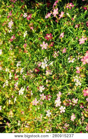 Gypsophila Flower In Garden - Gypsophila Paniculata L.