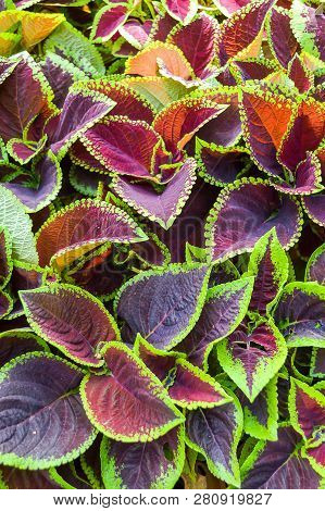 Fresh Green Solenostemon Scutellaides Plant In Nature Garden