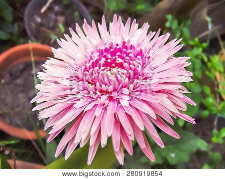 Pink Gerbera Jamesonii Flower In Nature Garden