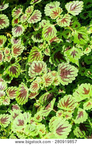 Close Up Solenostemon Scutellarioides Plant In Nature Garden