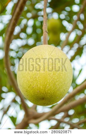 Close Up Fresh Green Cerbera Odollam Fruit In Nature Garden