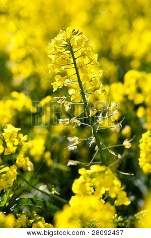 Colza (ราปาผัก)