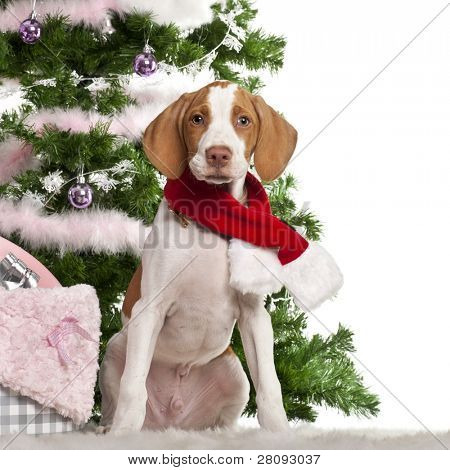 布拉克圣日耳曼小狗，3 个月大的坐在一起的圣诞树和礼物前白广管局