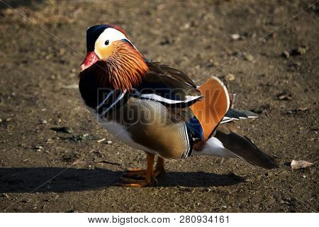 Colorful Male Mandarin Duck, Aix Galericulata, Anatra Mandarina