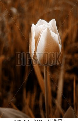 Blume