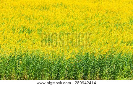 Sunhemp Flowers. Beautiful Yellow Flowers At Nakornratchasima In Northeast Of Thailand. Colorful Sun