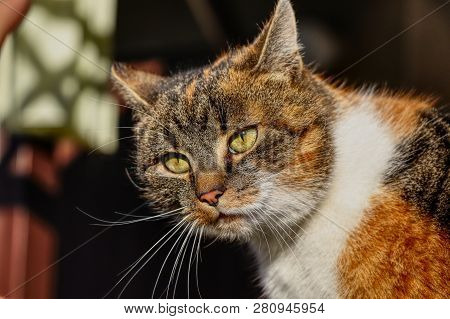 A Baffled Face Of Domestic Cat With Green Eyes. She Looks So Confused. Colorful Body With Blur Backg