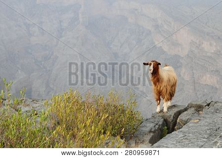 In Jabal Shams Of Oman, Many Goats Roaming Around And Will Come Close To You Asking For Food Or Pape