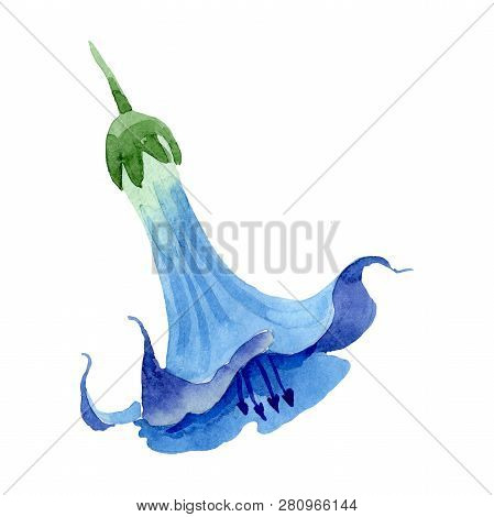 Blue Brugmansia Floral Botanical Flower. Watercolor Background Set. Isolated Brugmansia Illustration