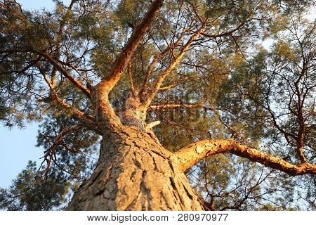 Green Crown Of Pine Against The Blue Summer Sky
