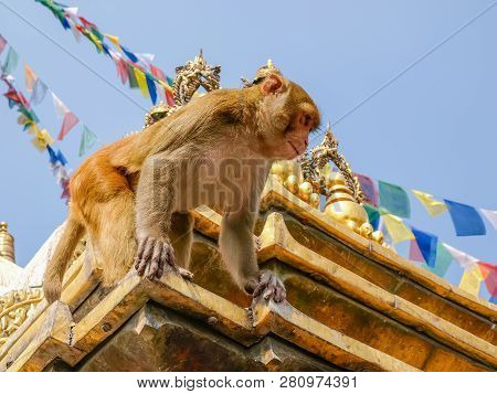 Macaque Monkey On The Stupa In Buddhist Temple Swayambhunath Known As Monkey Temple On A Background 